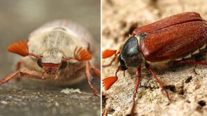 Huge flying bugs are invading homes and could be around for eight weeks